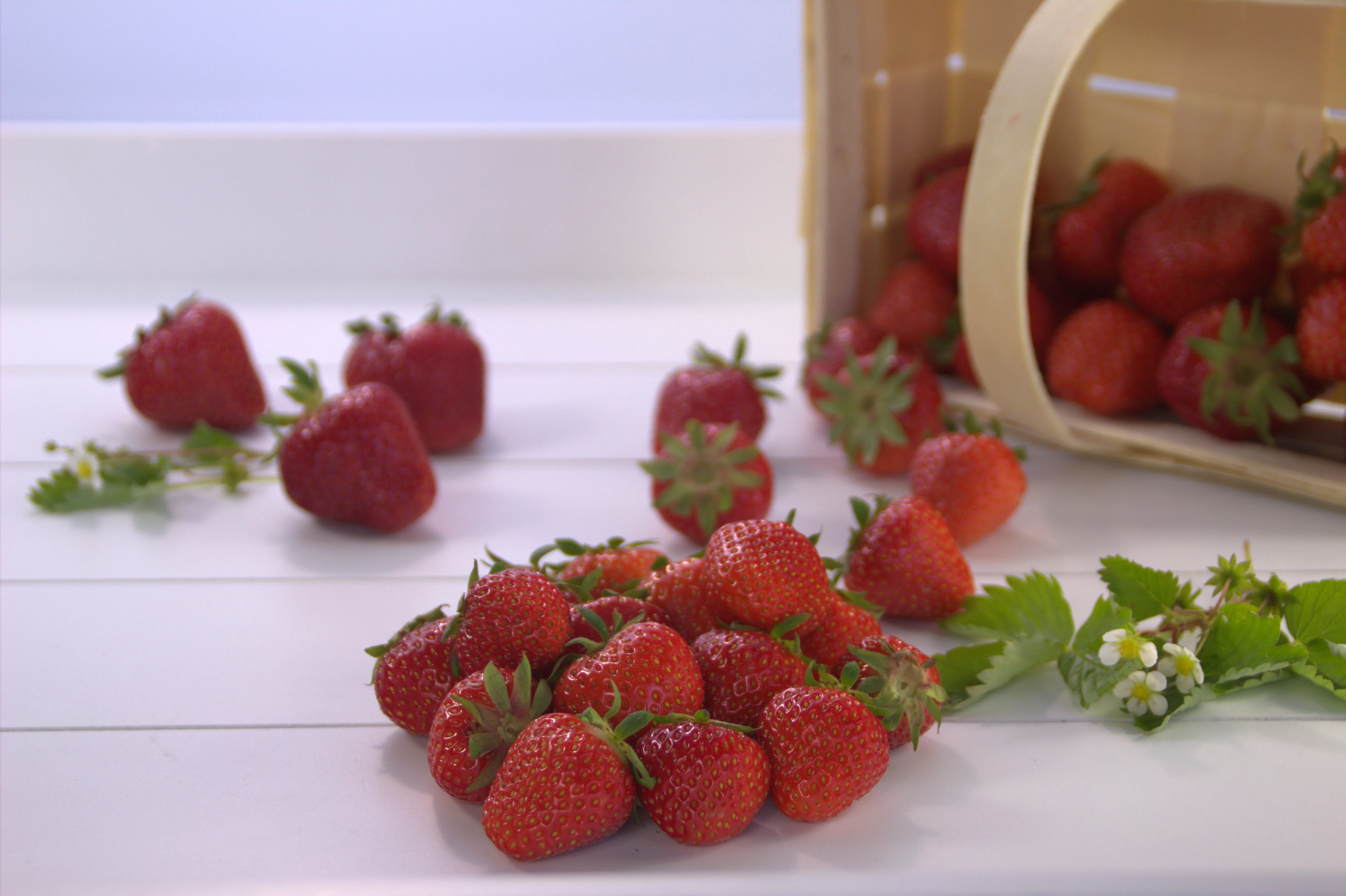 TK-Erdbeeren Camarossa nicht kalib., 2,5 kg Beutel 